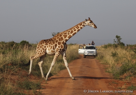 Giraffe Murchinson Nat Park UGANDA