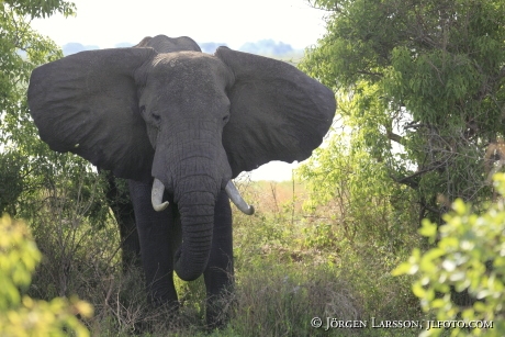 Elephant Murchinson Nat Park UGANDA