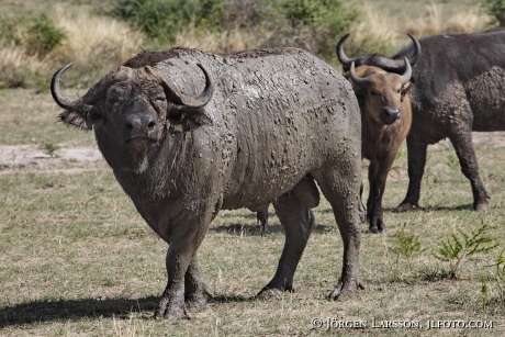 Buffalo Murchinson Nat Parka UGANDA