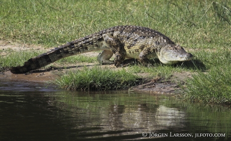 Krokodil Murchinson nat park Uganda