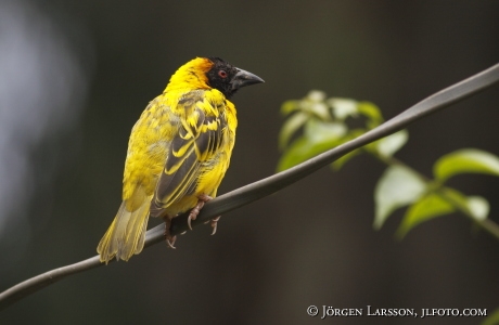 Black-headed Weaver Ploceus cucllatus