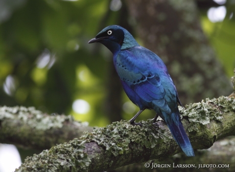 Starling Uganda