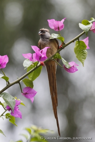 Speckled Mousebird Colius striatus Uganda