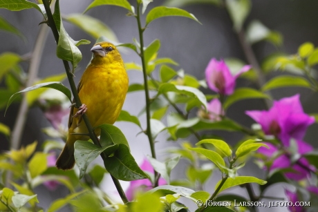 Spectacled Weaver Ploceus ocularis