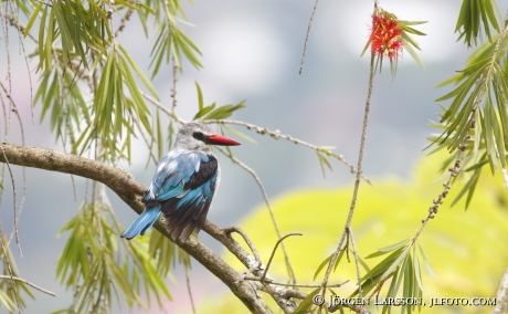 Woodland Kingfisher Halcyon senegalensis UGANDA