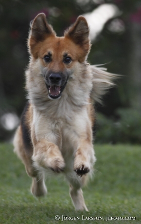 Running dog 