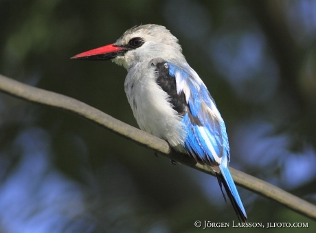 Woodland Kingfisher Halcyon senegalensis UGANDA