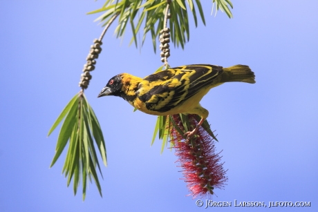 Black-headed Weaver Ploceus cucllatus