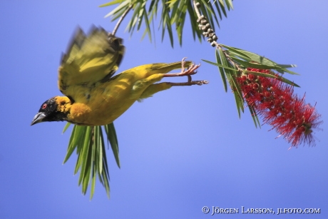 Black-headed Weaver Ploceus cucllatus