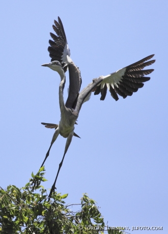 Grey Heron Ardea cinerea Uganda