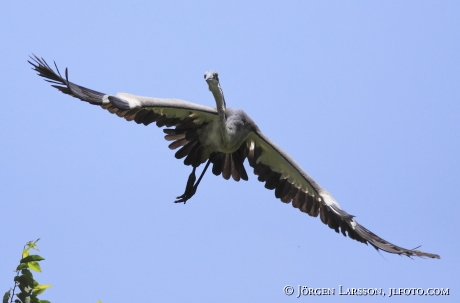 Grey Heron Ardea cinerea Uganda