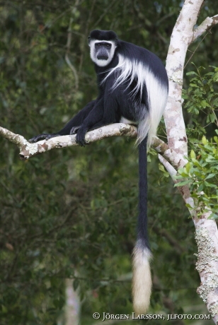 Eastern Black and White Colobus Colobus guereza