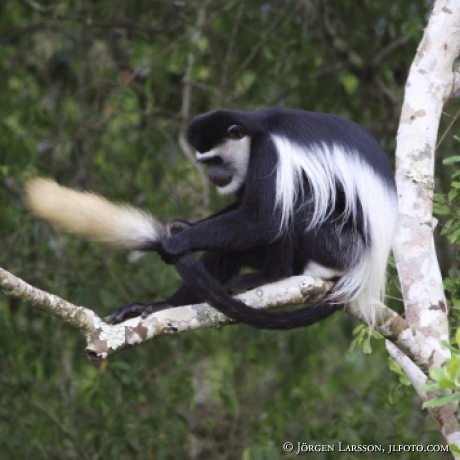 Eastern Black and White Colobus Colobus guereza