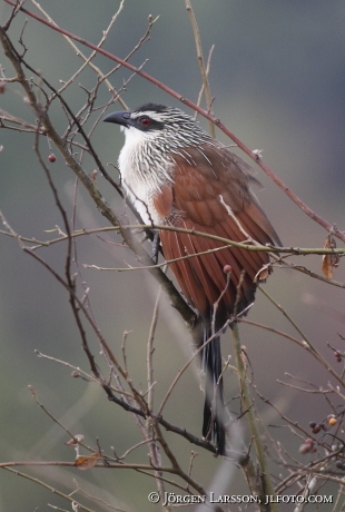 White-browed Coucal Centropus superciliosus