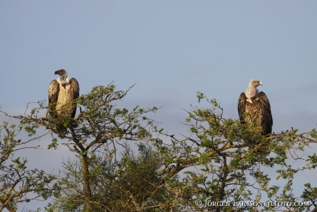 Ruppell´s Vulture Gyps rueppellii Uganda