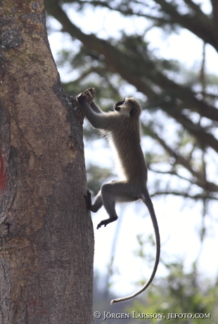 Vervet Monkey Cercopithecus aethiops Uganda