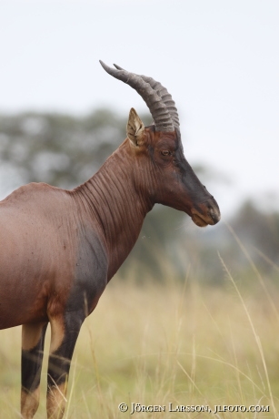 Topi Damaliscus korrigum Uganda