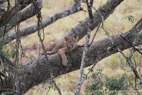 Lion i three Isasha Queen Elisabeth Nat Park Uganda Africa