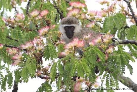 Vervet Monkey Cercopithecus aethiops Uganda