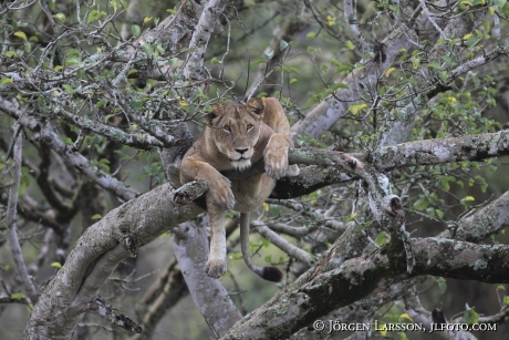 Lion i three Isasha Queen Elisabeth Nat Park Uganda