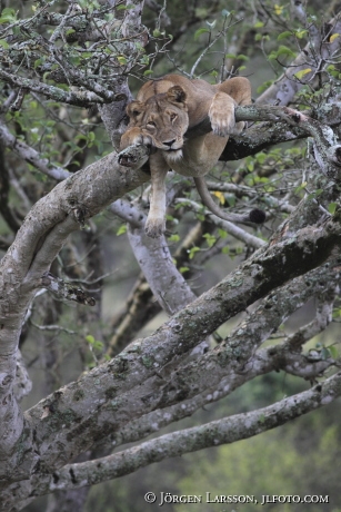 Lion i three Isasha Queen Elisabeth Nat Park Uganda