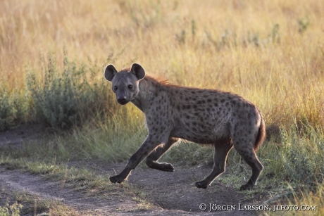 Spotted Hyaena Ishasha Uganda