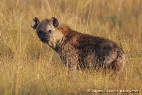 Spotted Hyaena Ishasha Uganda