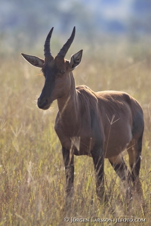 Topi Damaliscus korrigum Uganda