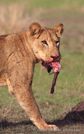 Lion  Queen Elisabeth Nat Park Uganda