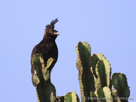 Long-crested Eagle Lophaetus occipitalis