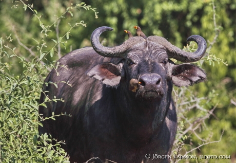 Buffalo Murchinson Nat Parka UGANDA