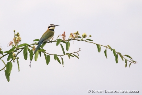 Bee-eater Uganda