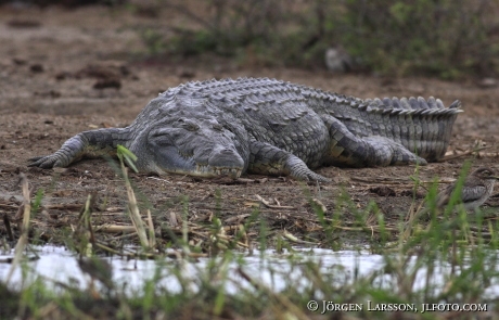 Krokodil Murchnson nat park Uganda