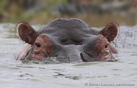 Hippopotamus Murchinson Nat Park Uganda