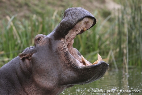 Hippopotamus Murchinson Nat Park Uganda