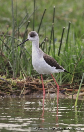 Black-winged Stilt Himantopus himantopus Uganda