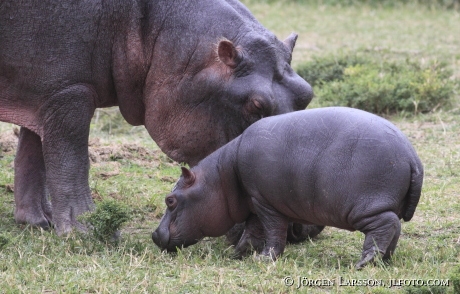 Hippopotamus Murchinson Nat Park Uganda