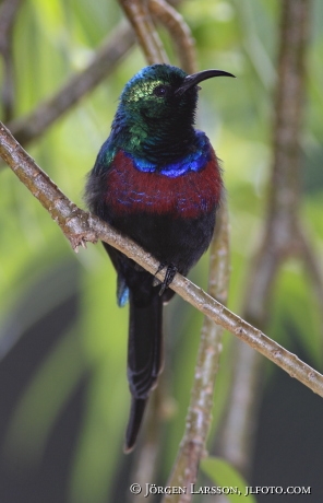 Red-chested Sunbird Nectarinia erythroceria Uganda