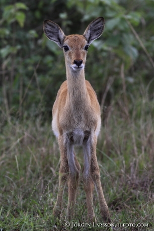 Kob  Kobus kob Uganda