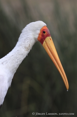 Yellow-billed Stork Mycteria ibis Uganda