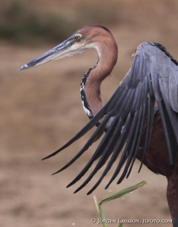 Goliath Heron Ardea goliath Uganda