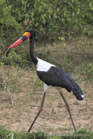 Saddle-billed Stork Ephippiorhynchus Senegalensis