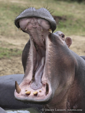 Hippopotamus Murchinson Nat Park Uganda