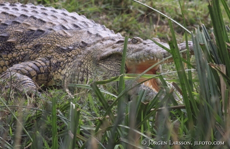 Crocodile Murchington Nat Park UGANDA