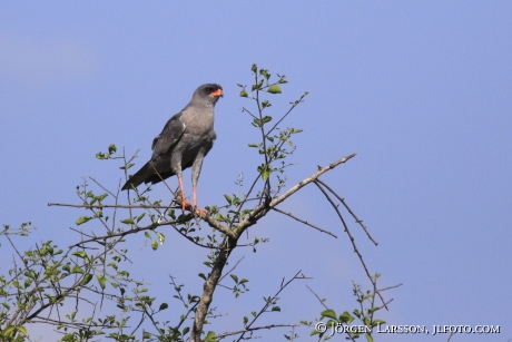 Dark Chanting Goshawk Melierax metabates