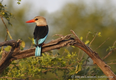 Grey-headed Kingfisher Halcyon leucocephala Uganda