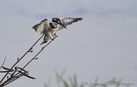 Pied Kingfisher Ceryle rudis Uganda