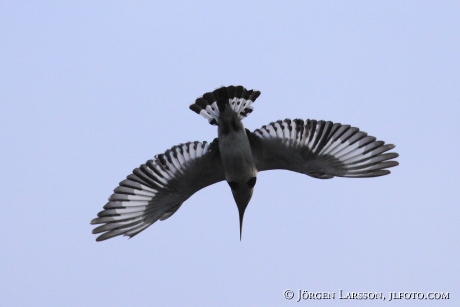 Pied Kingfisher Ceryle rudis Uganda