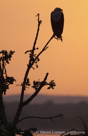 Fish Eagle Haliaeetus vocifer Uganda