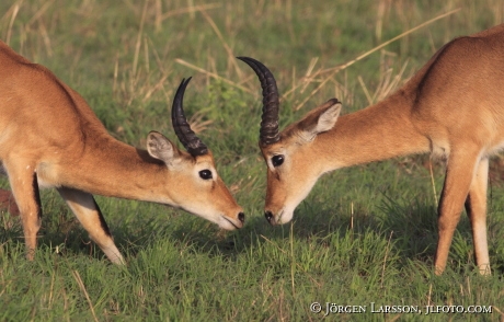 Oribi Murchinson Nat Park Uganda